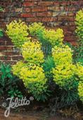 Euphorbia characias ssp. wulfenii